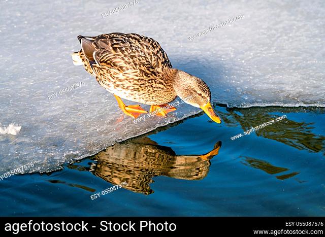 Mallard duck standing on ice and drinking cold water from a small pond in winter