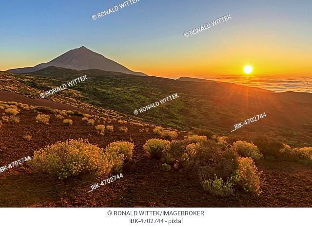 Flixweed (Descurainia bourgaeana) in bloom in front of volcano Pico del Teide at sunset, Teide National Park, Canary Islands, Tenerife, Spain