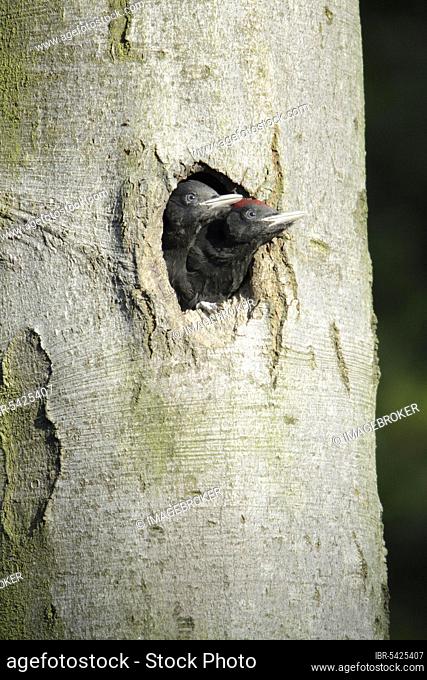 Black Woodpeckers (Dryocopus martius), youngs looking out of tree hole, Germany, Europe