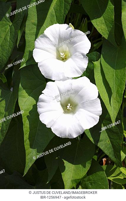 Flowering Larger Bindweed, Hedge Bindweed, Rutland beauty (Calystegia sepium ssp. sepium, Convolvulus sepium)