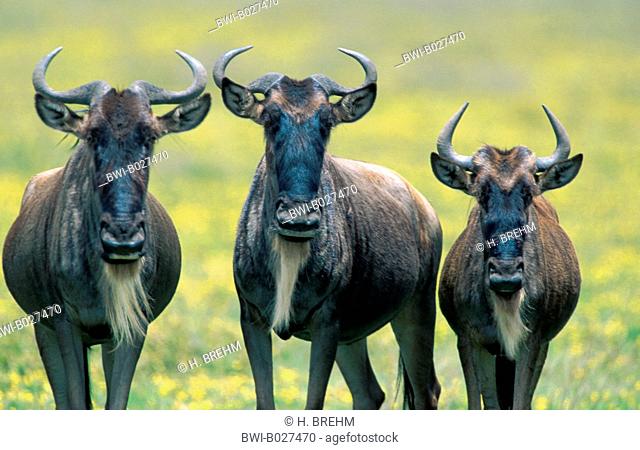blue wildebeest, brindled gnu, white-bearded wildebeest (Connochaetes taurinus), two individuals standing side by side, looking toward camera, Tanzania