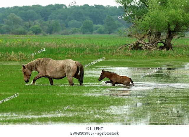 domestic horse (Equus przewalskii f. caballus), mare with foal in water, Croatia, Saven-Aue