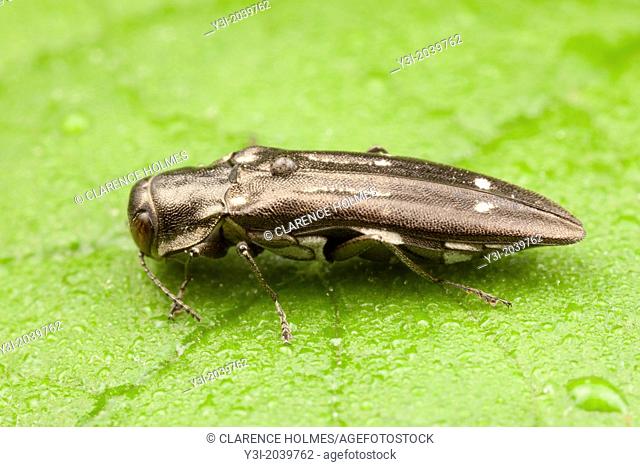 Metallic Wood-boring Beetle (Agrilus obsoletoguttatus), West Harrison, Westchester County, New York