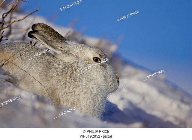Mountain Hare Lepus timidus lying in snow with heather poking through snow highlands, Scotland, UK