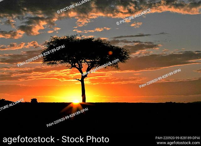 FILED - 17 August 2022, Kenya, Masai Mara: The sun rises behind an acacia tree in the Masai Mara Game Reserve in southern Kenya