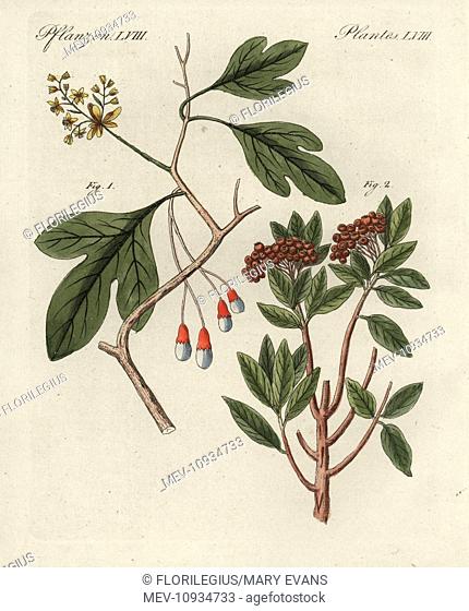 White sassafras, Sassafras albidum, and allspice, Pimenta dioica. . White sassafras, Sassafras albidum, and allspice or Jamaica pepper, Pimenta dioica