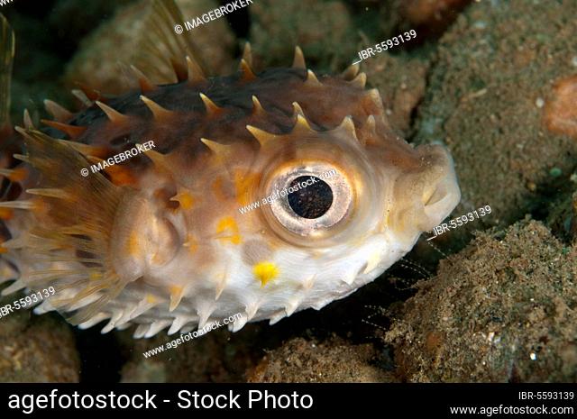 Short-spined hedgehog fish (Diodontidae), birdbeak burrfish, Other animals, Fish, Animals, Orbicular burrfish (Cyclichthys orbicularis) adult, Ambon Island