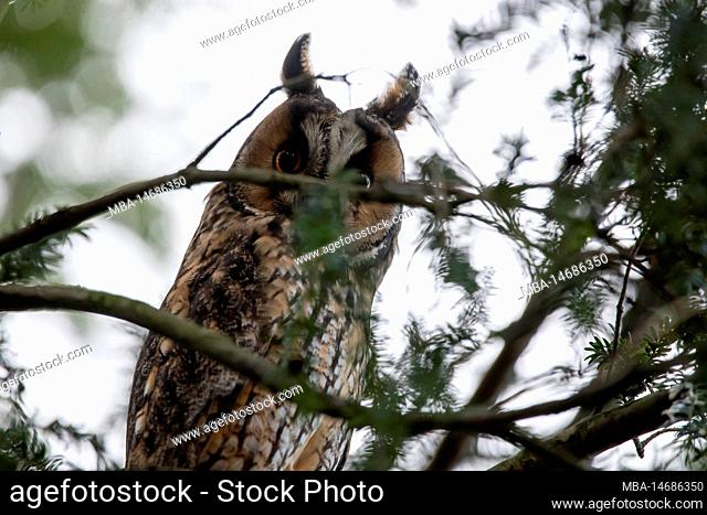 Long-eared owl (Asio otus) in a conifer, roosting tree, Saxony-Anhalt, Germany