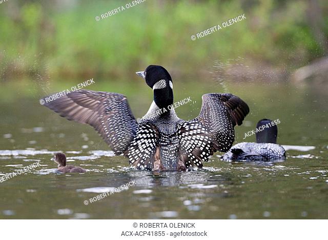 Common loon Gavia immer, pair and chick, Lac Le Jeune, British Columbia, Canada
