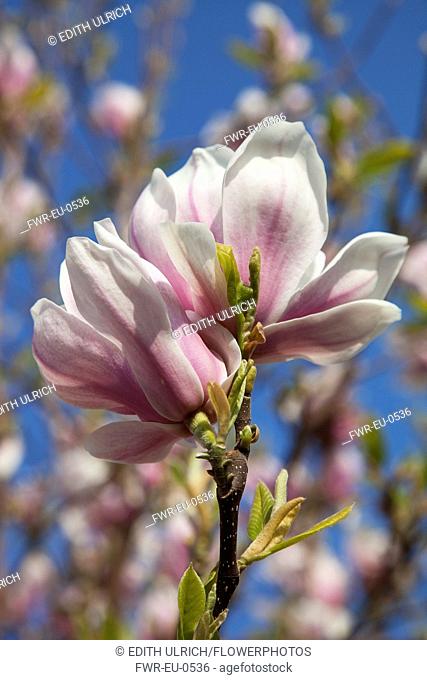 Magnolia soulangeana. Close up of tulip-like white flowers flushed pink at the base, tree branches and blue sky beyond