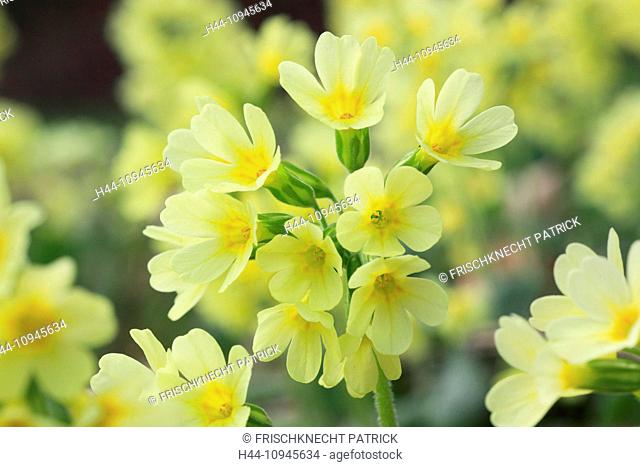 Flower, blossom, flourish, detail, cowslip, spring, macro, close-up, Primula veris, Switzerland, Europe, wood, forest, bright, close up, colorful, yellow