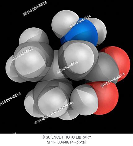 Valine, molecular model. Essential alpha-amino acid and one of the 20 proteinogenic amino acids. Atoms are represented as spheres and are colour-coded: carbon...
