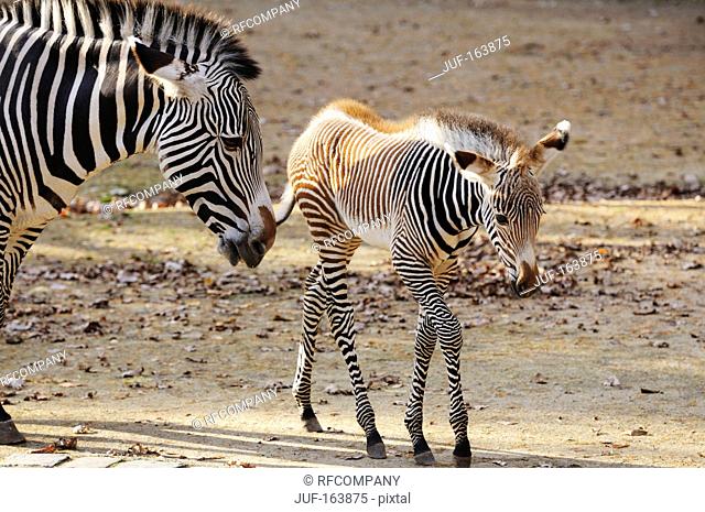 Grévys Zebra and cub / Equus grevyi