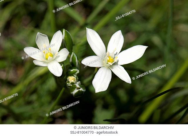 Star-of-Bethlehem, Grass Lily (Ornithogalum umbellatum), flowering