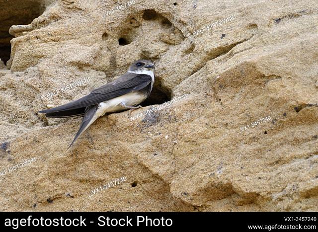 Sand Martin / Bank Swallow / Uferschwalbe ( Riparia riparia) sitting in front of its nest hole in a breeding colony in a sand pit, wildlife, Europe