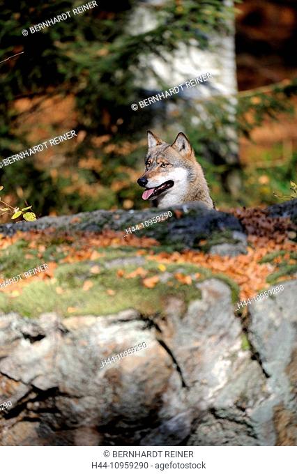 Canis lupus, canids, European Wolf, gray wolf, predators, wolves, predator, Wolf, Canine, autumn, European Wolf, still hunt, animal, animals, Germany, Europe