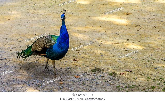 Male blue indian peacock walking in the sand, popular ornamental bird, tropical bird from Asia
