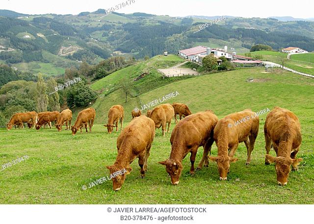 Cattle. Lazkaomendi. Gipuzcoa Province. Basque Country. Spain