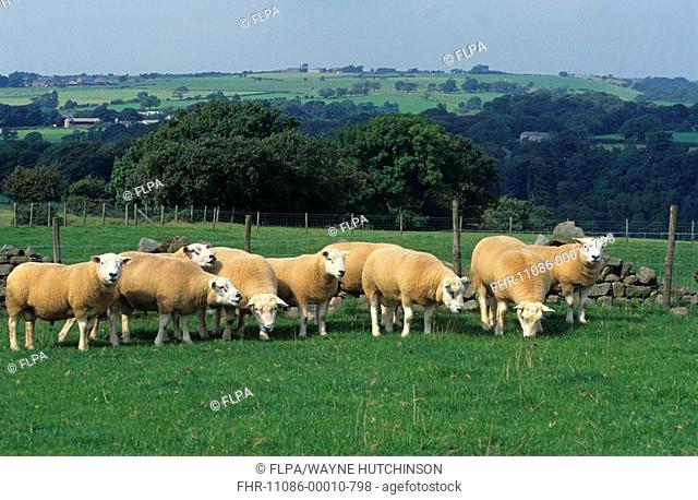 Domestic Sheep, Texel shearling rams, grazing at grass, Lancashire, England, august