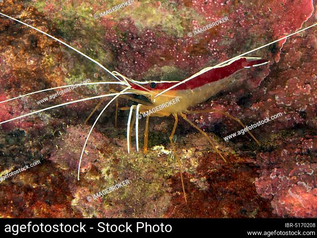 Pacific cleaner shrimp (Lysmata amboinensis), white banded cleaner shrimp