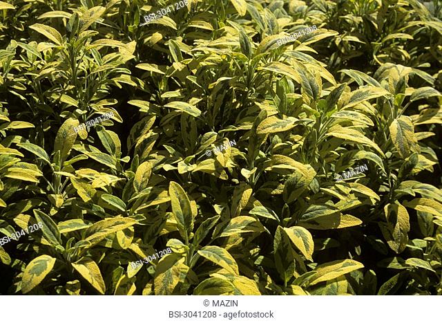Common sage, variety Icterina Salvia officinalis 'Icterina' : variegated leaf