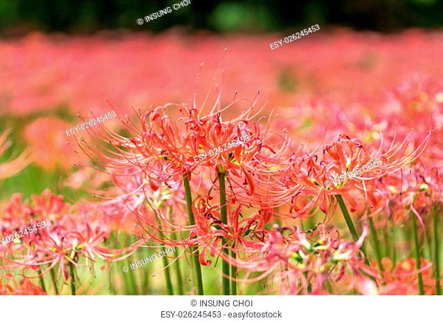 gochang seonunsa field of red spider lily flowers. Red spider lily or lycoris radiata blooming around the temple region