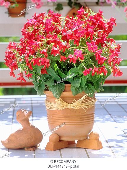 Nicotiana in flowerpot / Nicotiana x sanderae