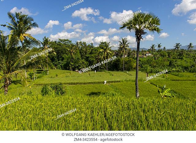 Rice fields near the Ujung Water Palace (Taman Ujung), also known as Sukasada Park, East Bali, Indonesia