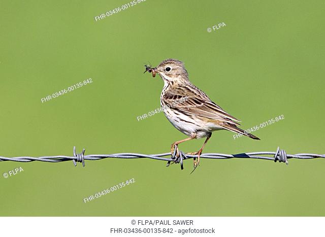 Meadow Pipit Anthus pratensis adult male, with insects in beak, perched on barbed wire fence, Suffolk, England, may