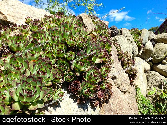 15 May 2020, Saxony, Bad Schandau: Houseleek (Sempervivum) grows between the blocks of a wall made of natural stones. The perennial succulent plant can adapt...