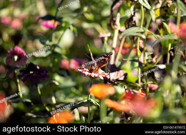 Red admiral butterfly (Vanessa atalanta) on a pink zinnia flower