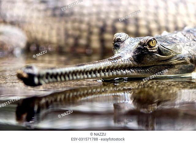 A closeup of the head of a gharial (also known as the gavial, and the fish-eating crocodile)