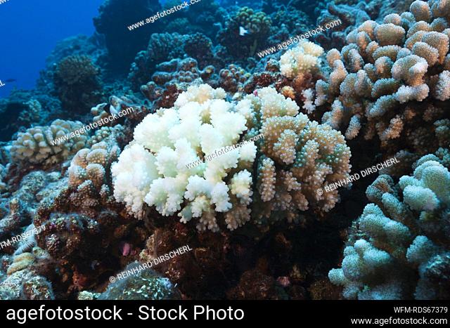 Coral Bleaching, Ahe Atoll, Tuamotu Archipel, French Polynesia