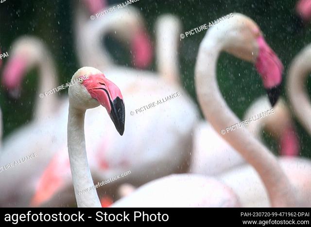 20 July 2023, Saxony-Anhalt, Magdeburg: Pink flamingos stand in the middle of raining water drops. The animal keepers are currently watering the flamingo...