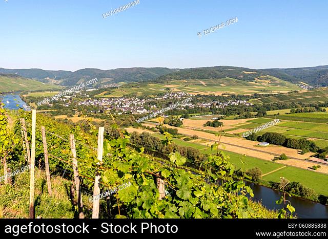 Scenic view on river Moselle valley nearby village Muelheim with vineyard in foreground