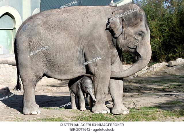 Asian elephant (Elephas maximus), female baby elephant, 11 days, during the first foray into the outdoor enclosure with its mother at the Tierpark Hellabrunn