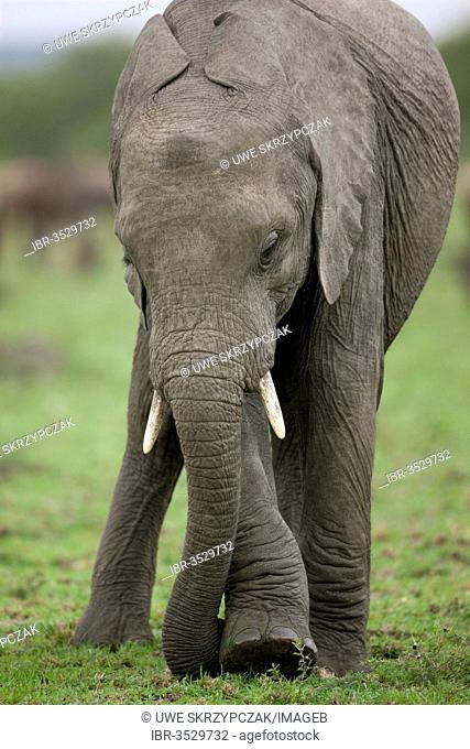 African Bush Elephant (Loxodonta africana) tearing out grass by kicking its leg against its trunk