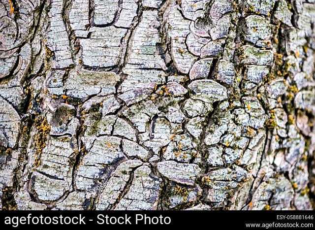 Close-up on bark texture of a walnut tree