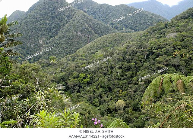Montane forest with tree ferns in the foothills of the Andes. Cordillera Azul, S6 25.875 W76 15.892, 531 meters, Pared?n near Tarapoto, San Martin, Peru 8-30-04