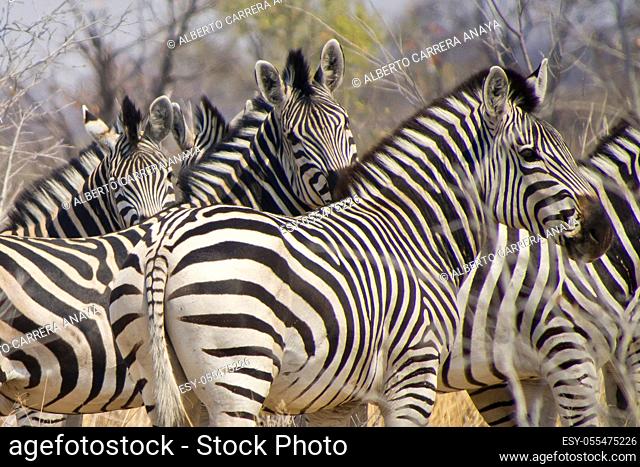 Plains Zebra, Equus quagga, Chobe National Park, Botswana, Africa