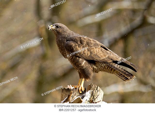 Common buzzard (Buteo buteo), Bad Sooden-Allendorf, Hesse, Germany, Europe