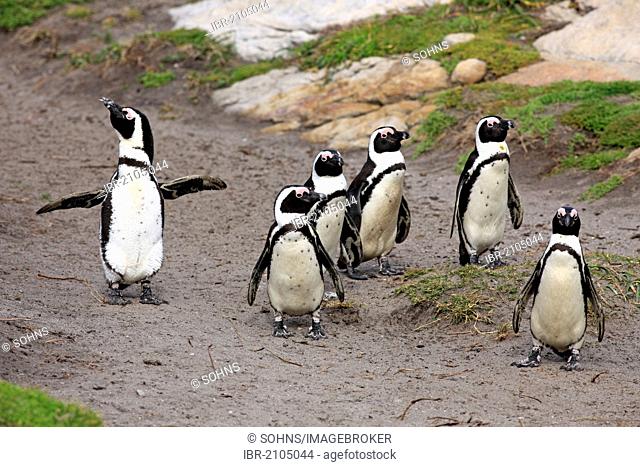 African Penguins, Black-footed Penguin or Jackass Penguin (Spheniscus demersus), group on the beach, Betty's Bay, South Africa, Africa