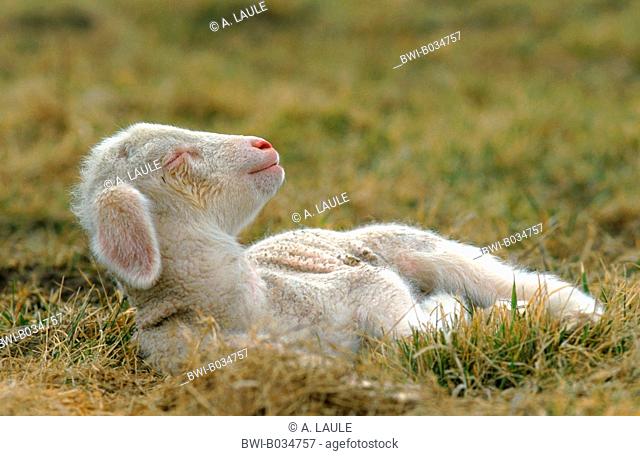 Merino land sheep (Ovis ammon f. aries), lamb sunbathing, Germany