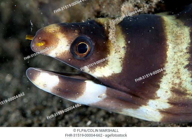 Barred Moray Eel (Echidna polyzona) adult, close-up of head, Lembeh Straits, Sulawesi, Sunda Islands, Indonesia, March