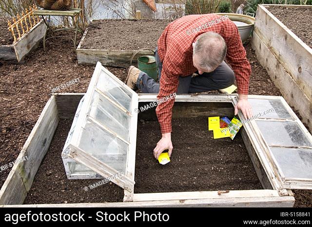 Man at sowing in cold frame, sowing, saeet