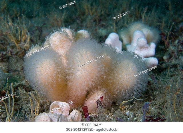 Deadman's Fingers Soft Coral Alcyonium digitatum