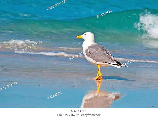 closeup of a seagull walking by the foreshore in Stintino