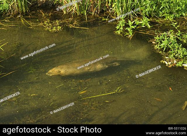 European beaver, European beaver, European beavers (Castor fiber), beavers, rodents, mammals, animals, Eurasian Beaver adult, swimming underwater