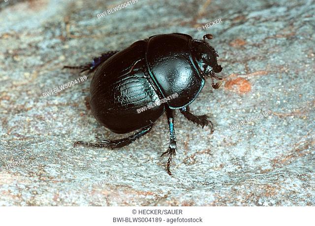 dung beetle Anoplotrupes stercorosus, imago