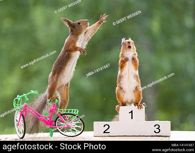 red squirrel is standing on a podium